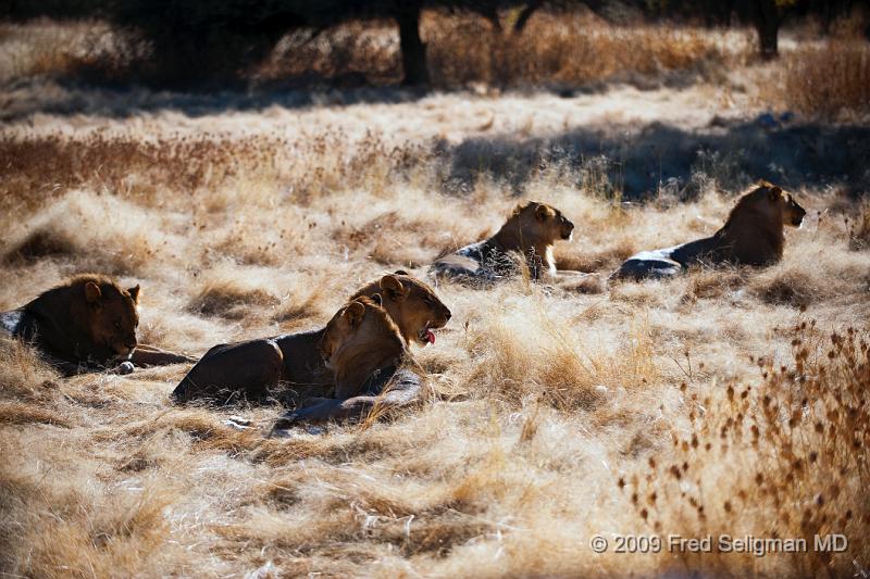 20090611_083641 D3 X1.jpg - Lions readily appropriate the kills of spotted hyenas